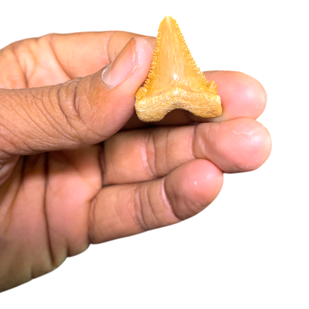 Shark Tooth