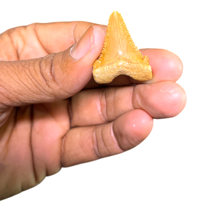 Shark Tooth