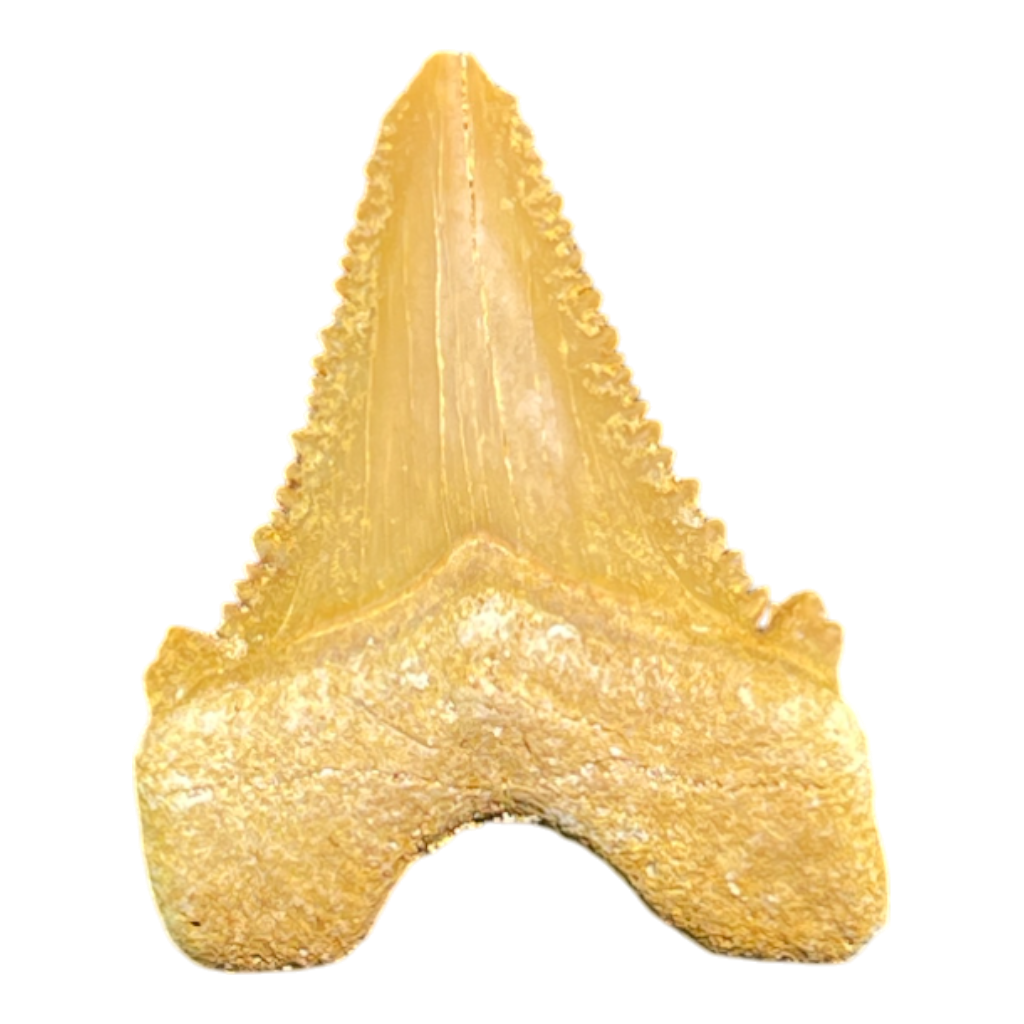 Shark Tooth