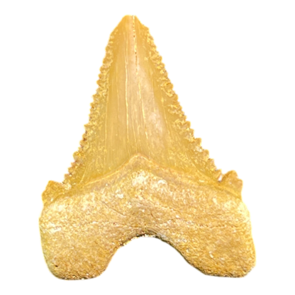 Shark Tooth