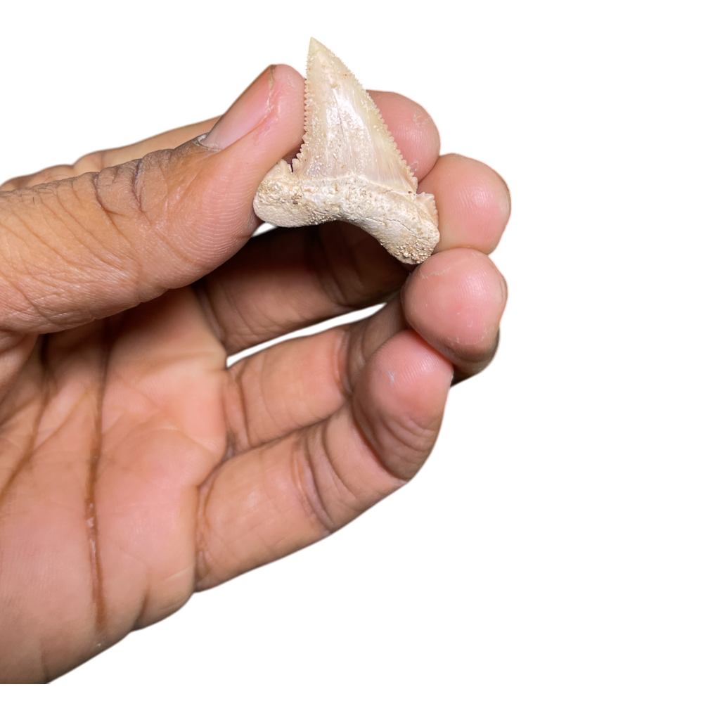 Shark Tooth