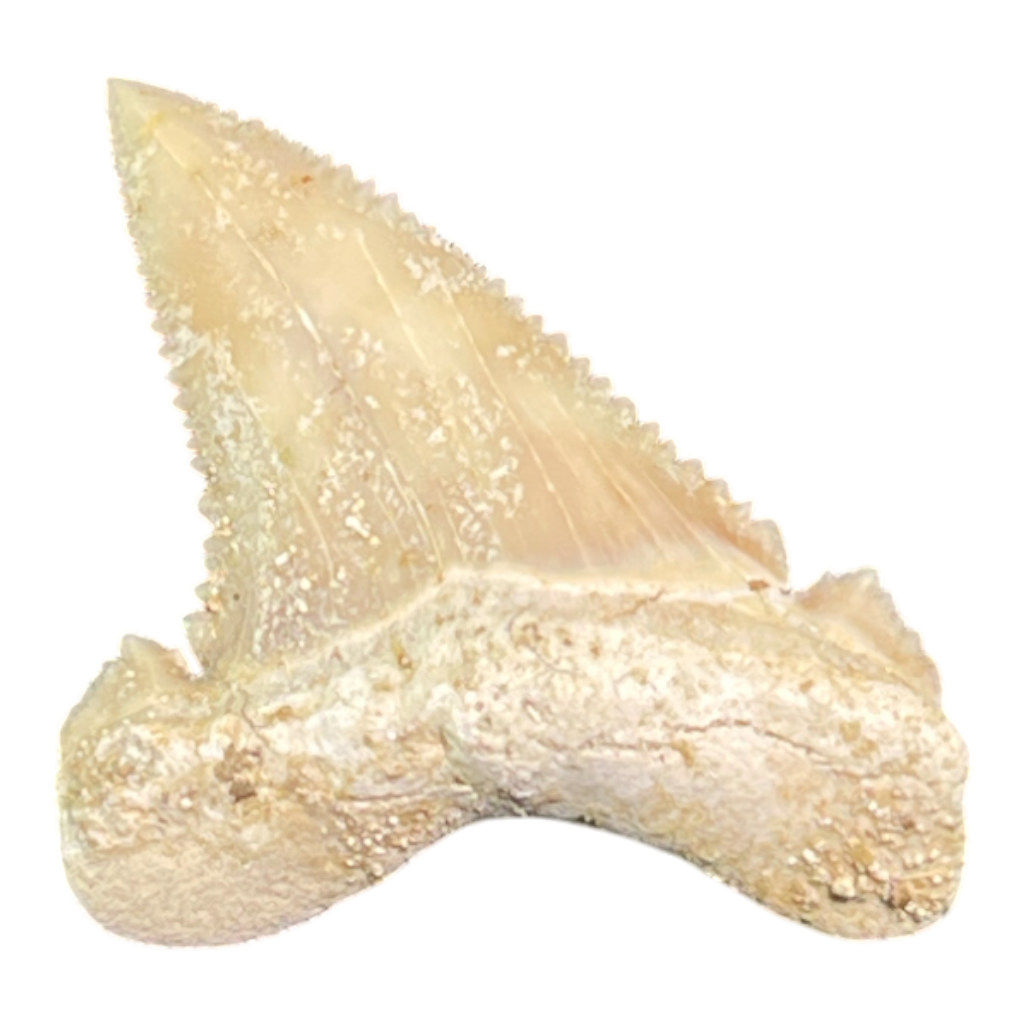 Shark Tooth