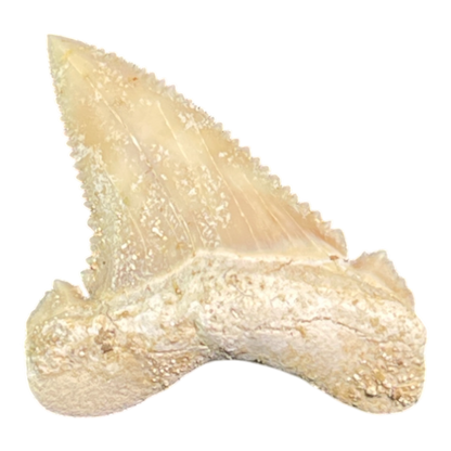 Shark Tooth
