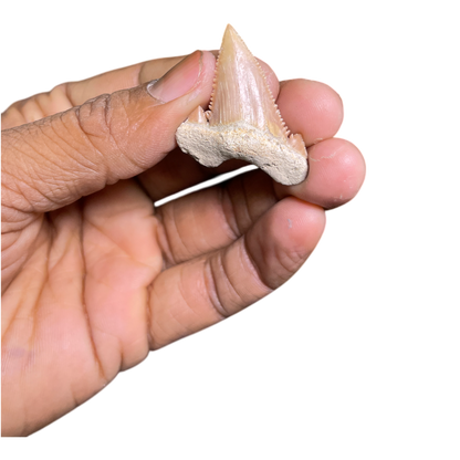 Shark Tooth