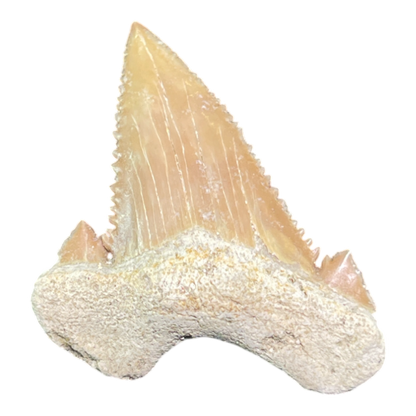 Shark Tooth