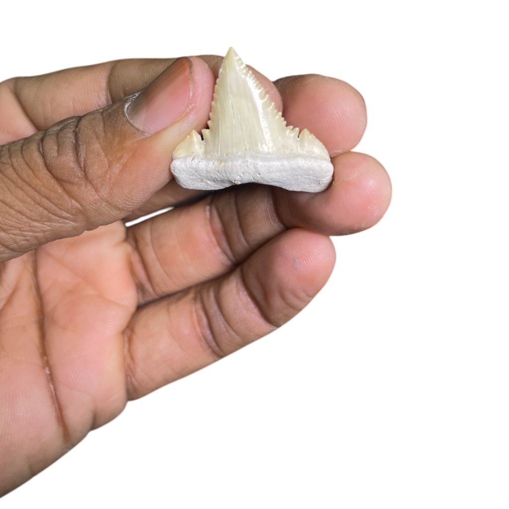 Shark Tooth