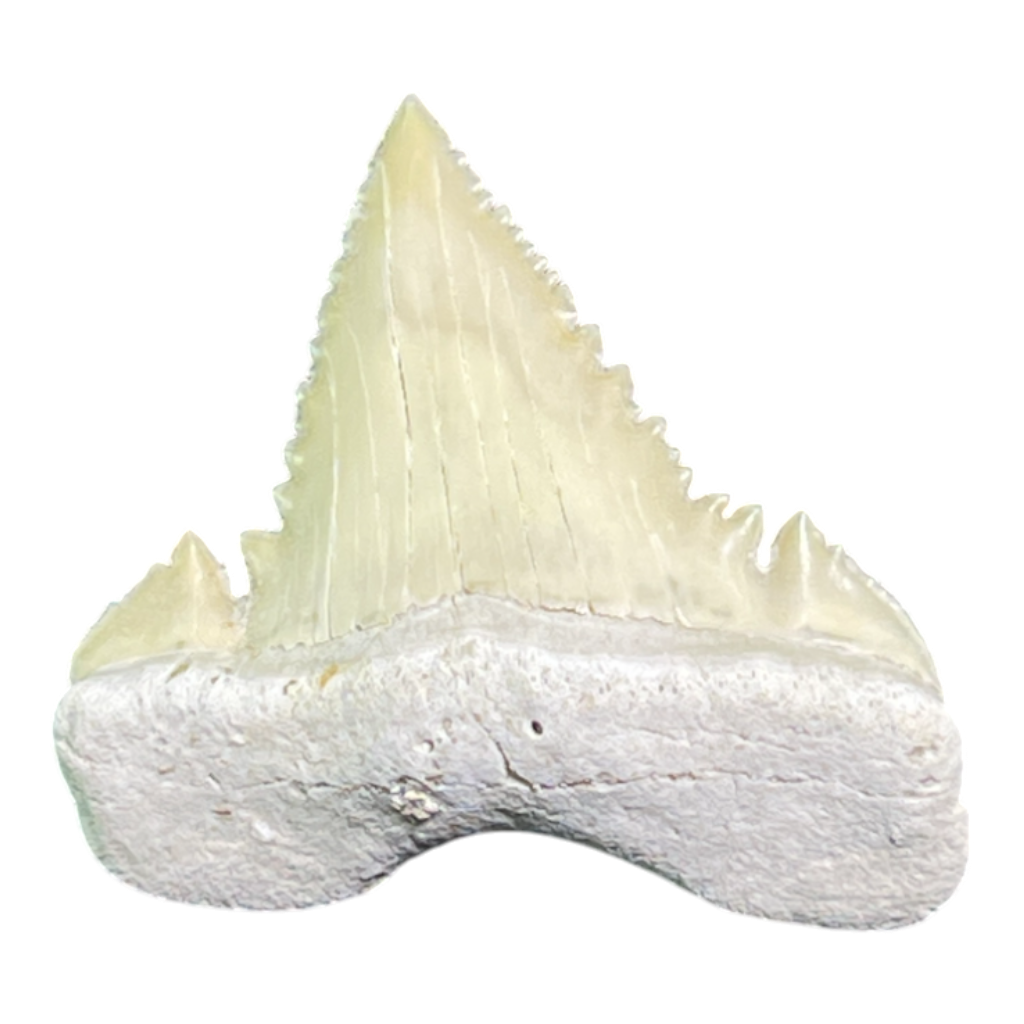 Shark Tooth