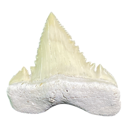 Shark Tooth