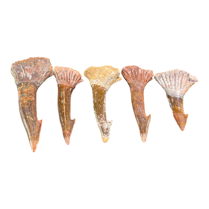 Sawfish Barb Fossil