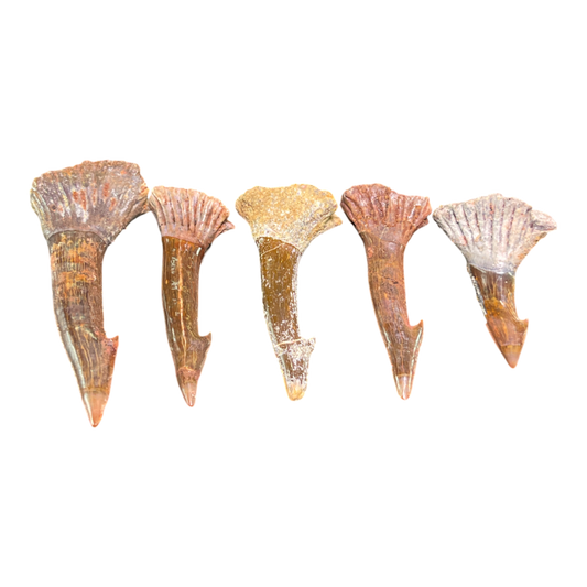 Sawfish Barb Fossil