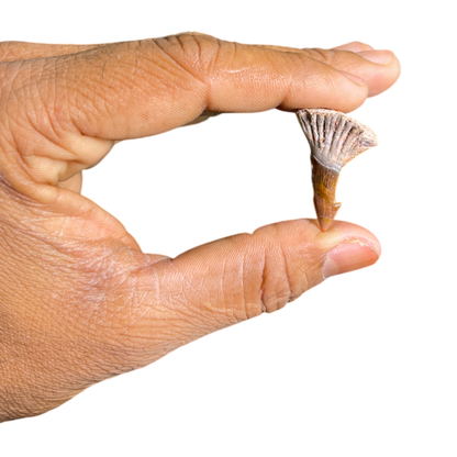 Sawfish Barb Fossil