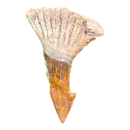 Sawfish Barb Fossil