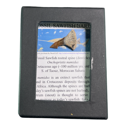 Sawfish Barb Fossil
