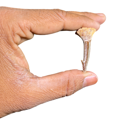 Sawfish Barb Fossil