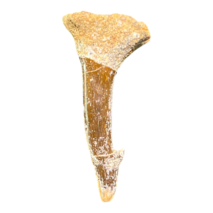 Sawfish Barb Fossil