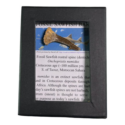 Sawfish Barb Fossil