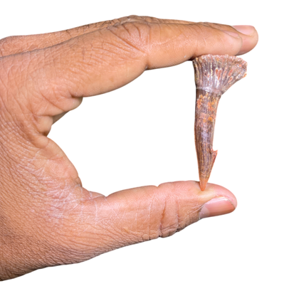 Sawfish Barb Fossil