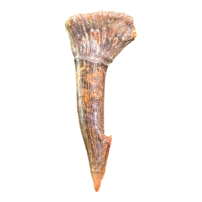 Sawfish Barb Fossil