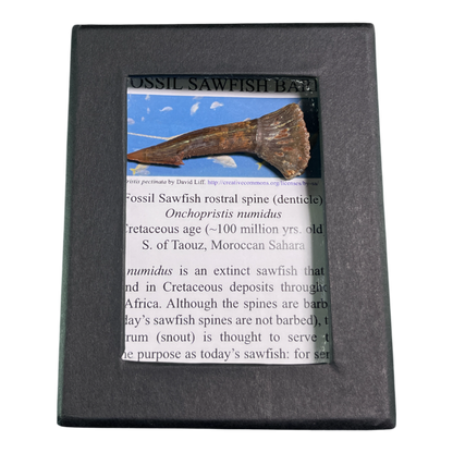 Sawfish Barb Fossil