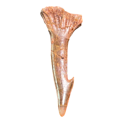 Sawfish Barb Fossil