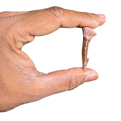 Sawfish Barb Fossil