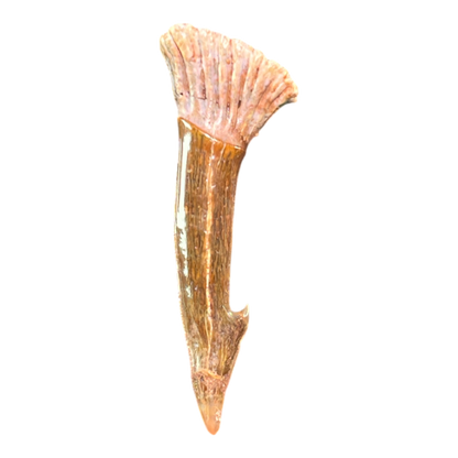 Sawfish Barb Fossil