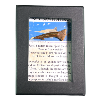 Sawfish Barb Fossil