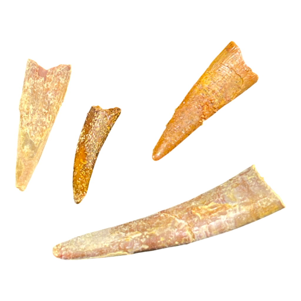 Pterosaur Tooth