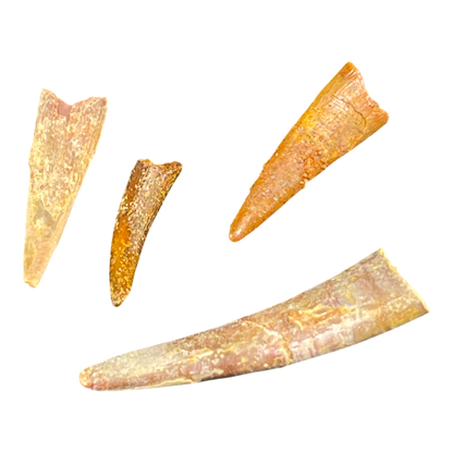Pterosaur Tooth