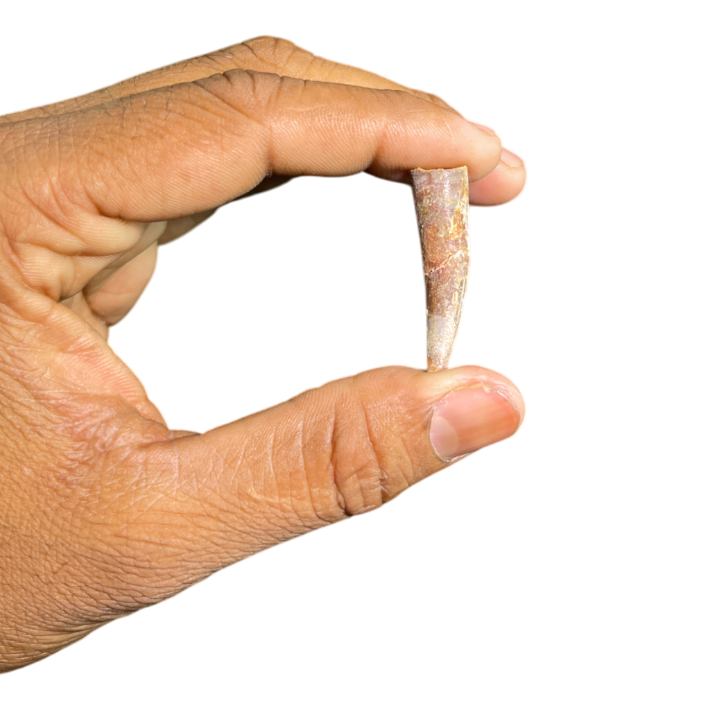 Pterosaur Tooth