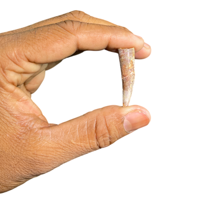 Pterosaur Tooth