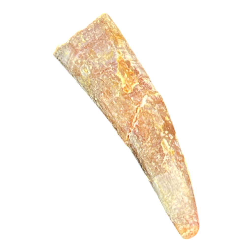 Pterosaur Tooth