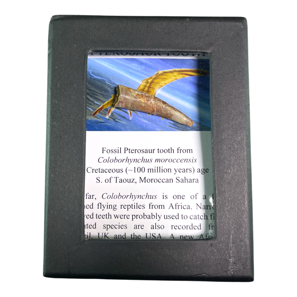 Pterosaur Tooth