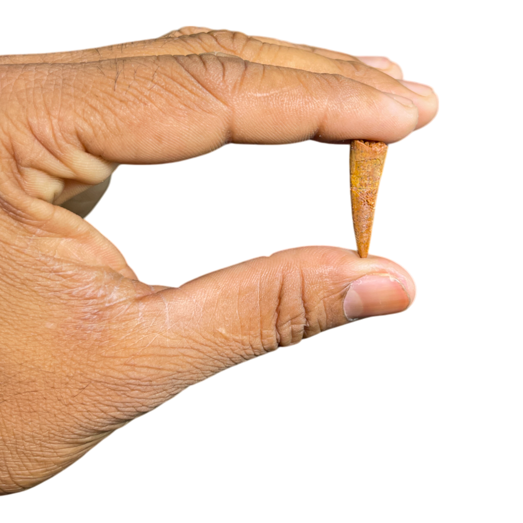 Pterosaur Tooth