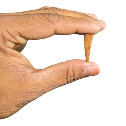 Pterosaur Tooth