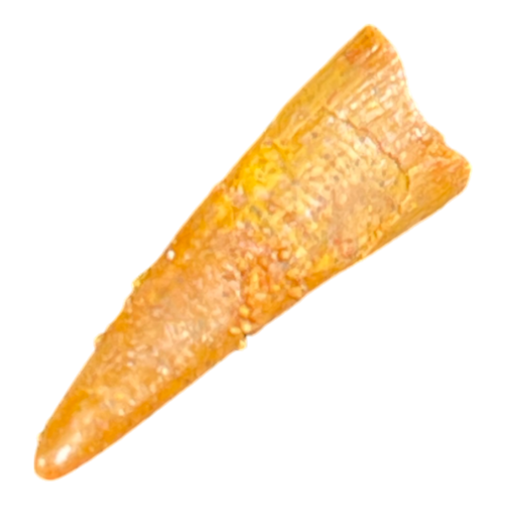 Pterosaur Tooth