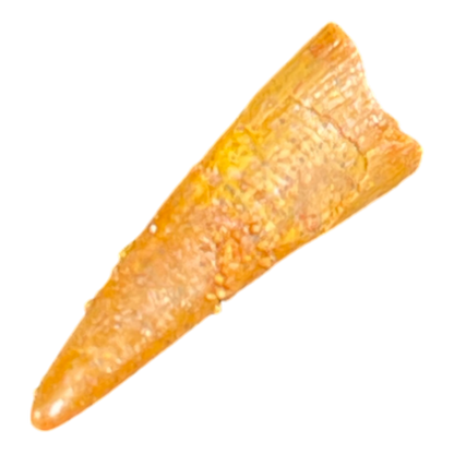 Pterosaur Tooth