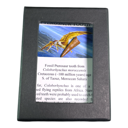 Pterosaur Tooth