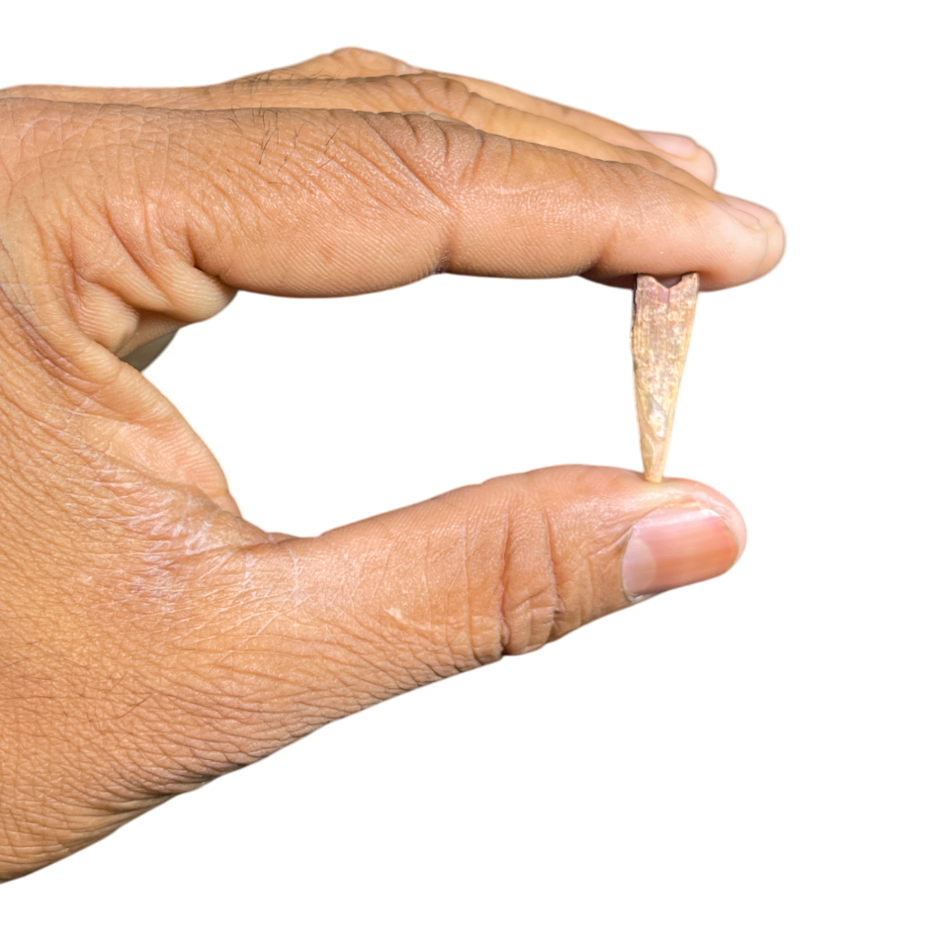 Pterosaur Tooth