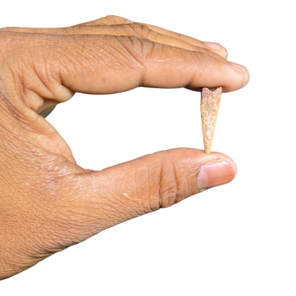 Pterosaur Tooth