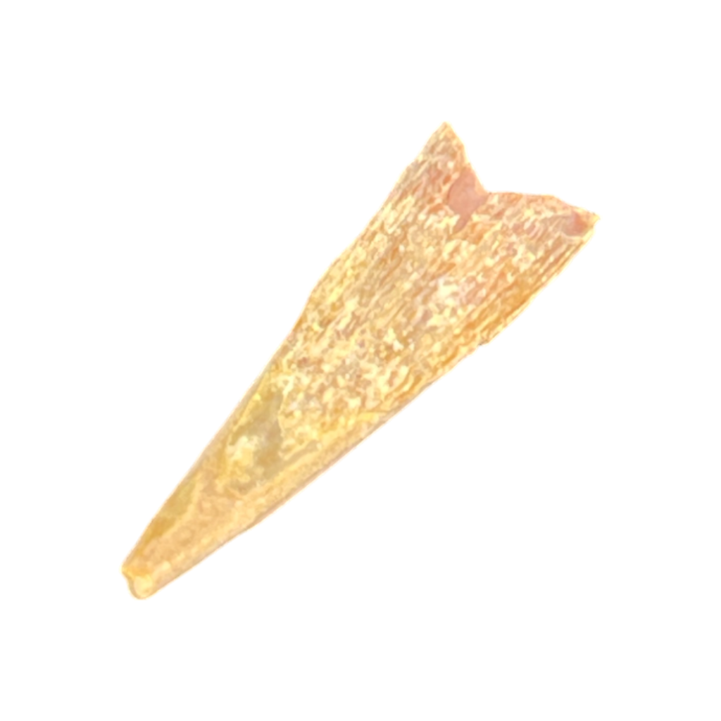 Pterosaur Tooth