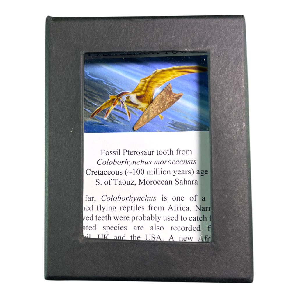 Pterosaur Tooth