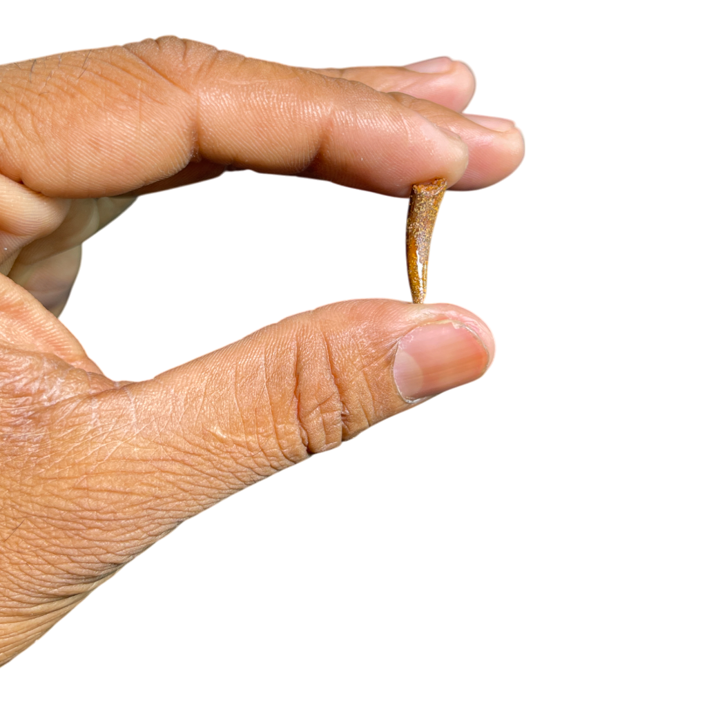 Pterosaur Tooth