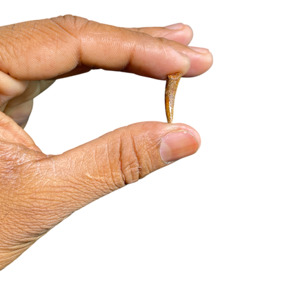 Pterosaur Tooth