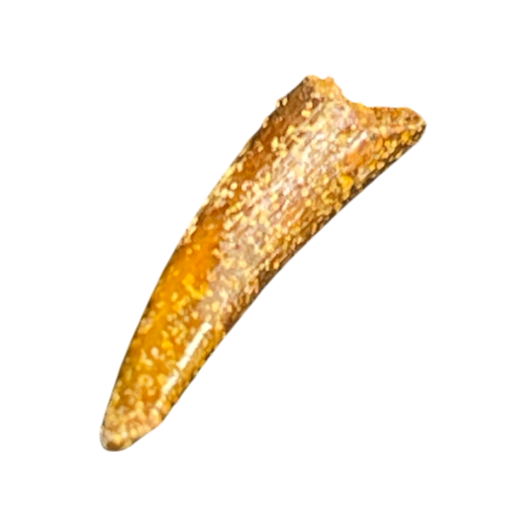Pterosaur Tooth