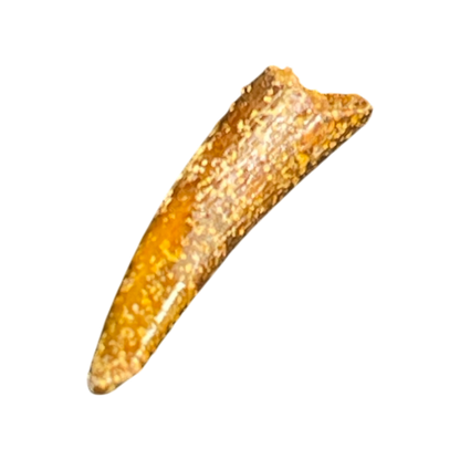 Pterosaur Tooth