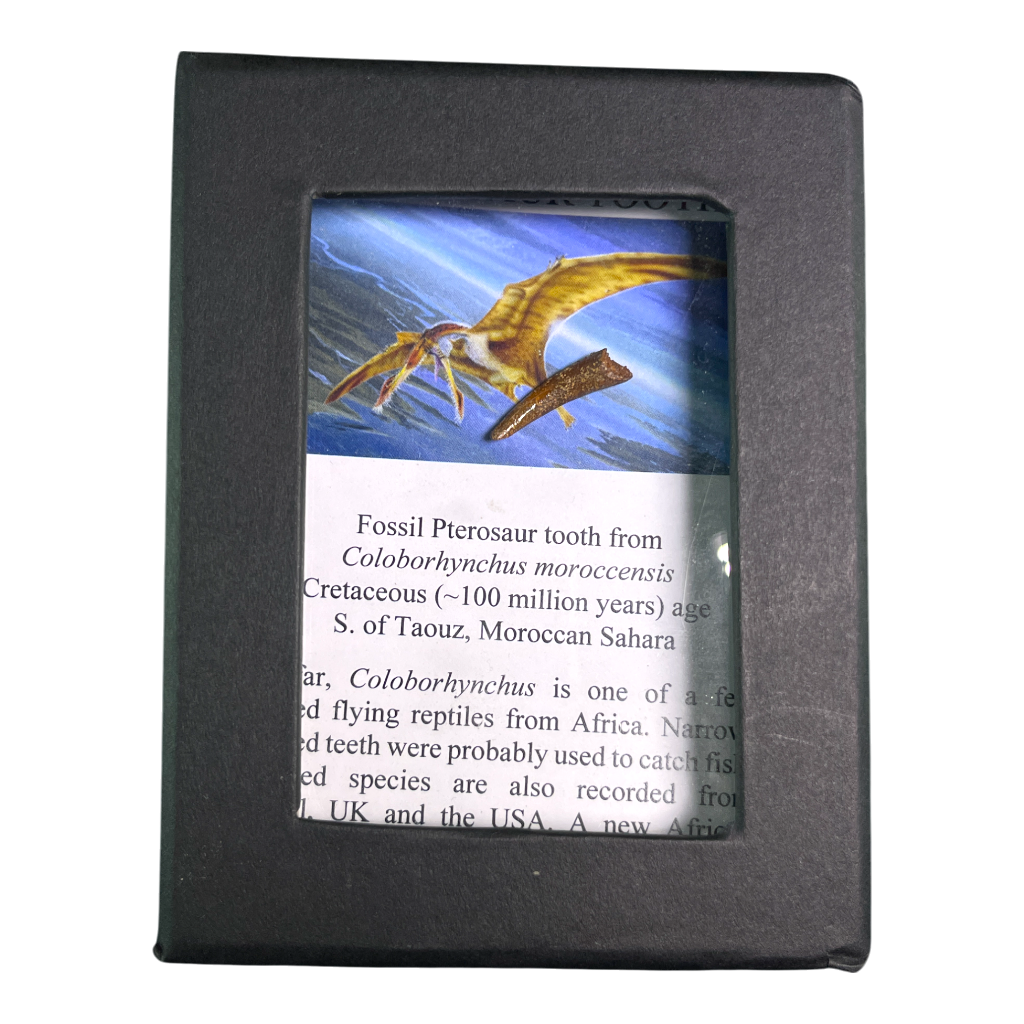 Pterosaur Tooth