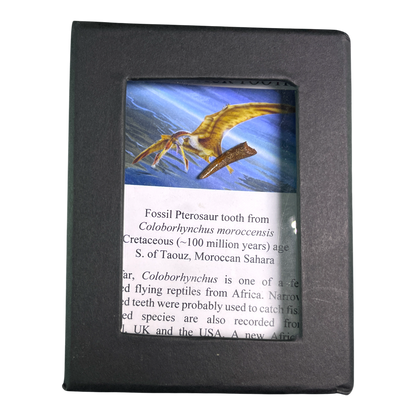Pterosaur Tooth