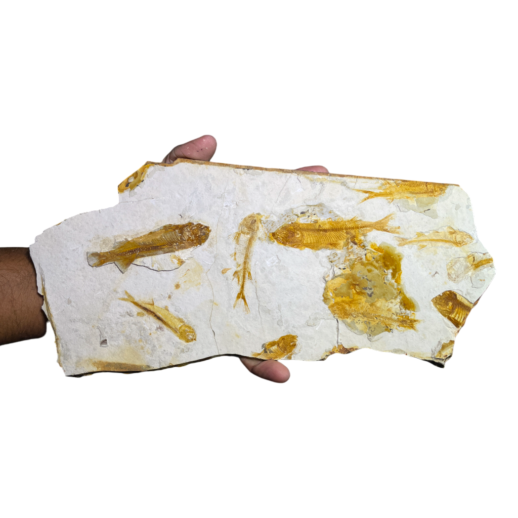 Fish Fossil