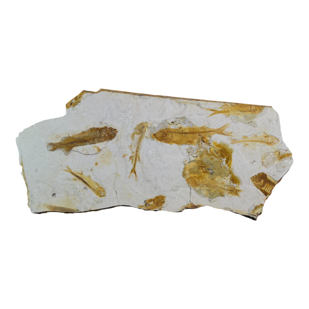 Fish Fossil